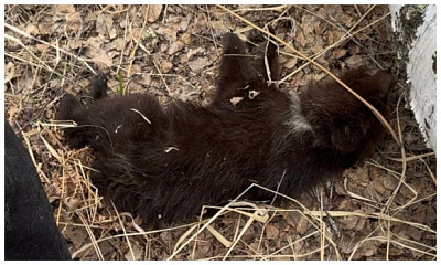 Под Новосибирском нашли умирающего медвежонка