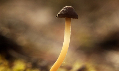 Биолог обнаружил первые весенние грибы в лесу Новосибирской области