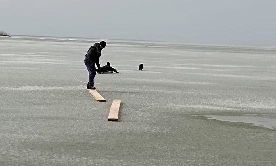 В Новосибирске строители спасли собаку со льда Обского моря