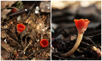 В Новосибирской области нашли необычный «сумчатый» гриб-цветок