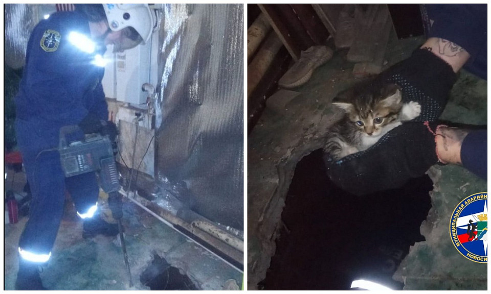 В Новосибирске спасатели МАСС вытащили котёнка из дырки в полу