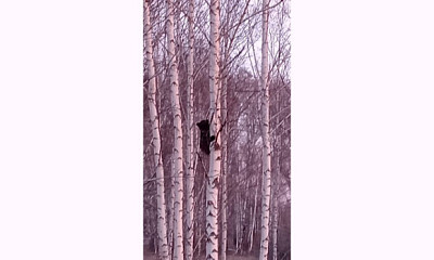 В Новосибирской области спасли застрявшего на берёзе медвежонка
