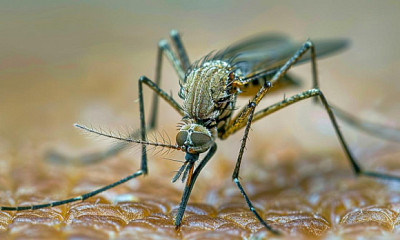 Жителей Новосибирской области предупредили об активности комаров в 2024 году