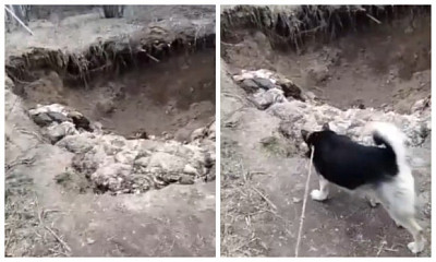 Житель Новосибирска обнаружил незаконный скотомогильник на окраине города
