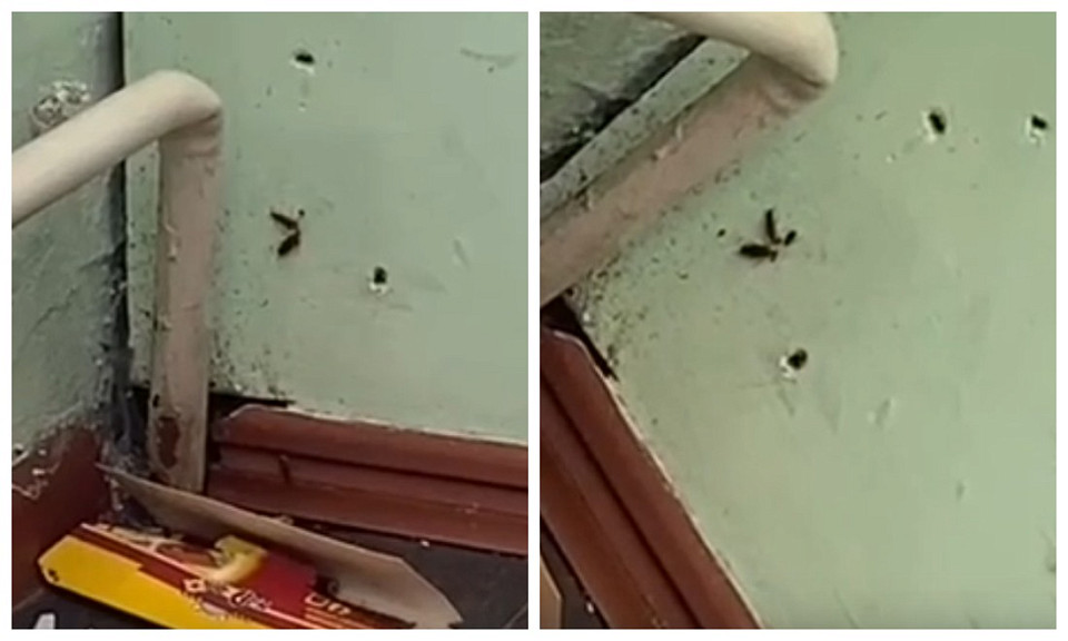 В мэрии Новосибирска прокомментировали ситуацию с тараканами в школе №45