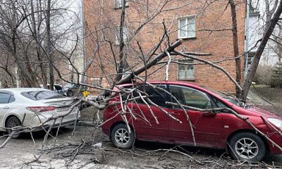 В Новосибирске дерево упало на парковку