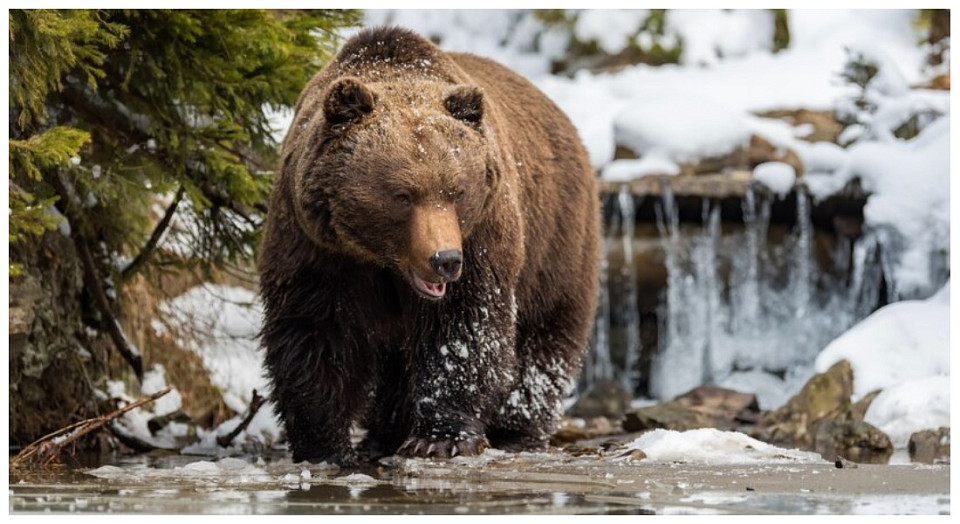 Заельцовский бор в Новосибирске оцепили из-за дикого медведя