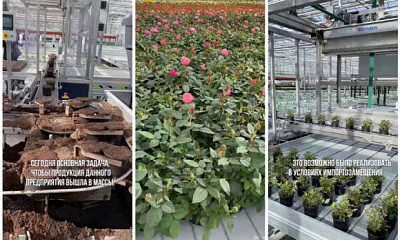 В Новосибирской области роботы начнут выращивать розы на продажу