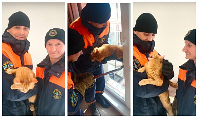 В Новосибирске спасателей вызвали к застрявшему в форточке коту