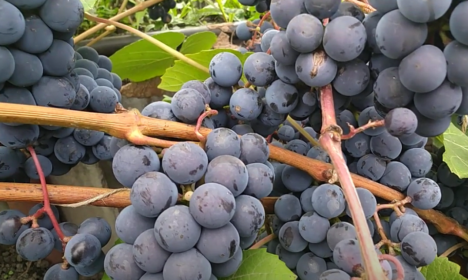 Агроном Шубина из Новосибирска рассказала, как вырастить вкусный виноград