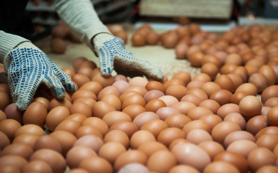 Производство яйца и мяса птицы выросло в Новосибирской области