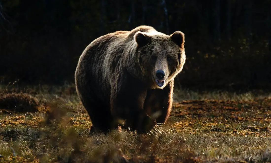 бойся тварь.