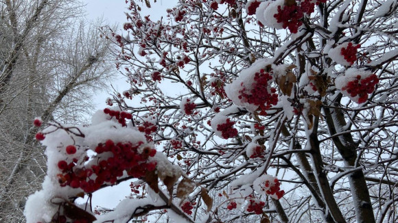 До -20 градусов похолодает 20 февраля в Новосибирске