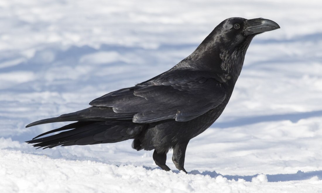 Почему вороны каркают: все секреты и объяснения