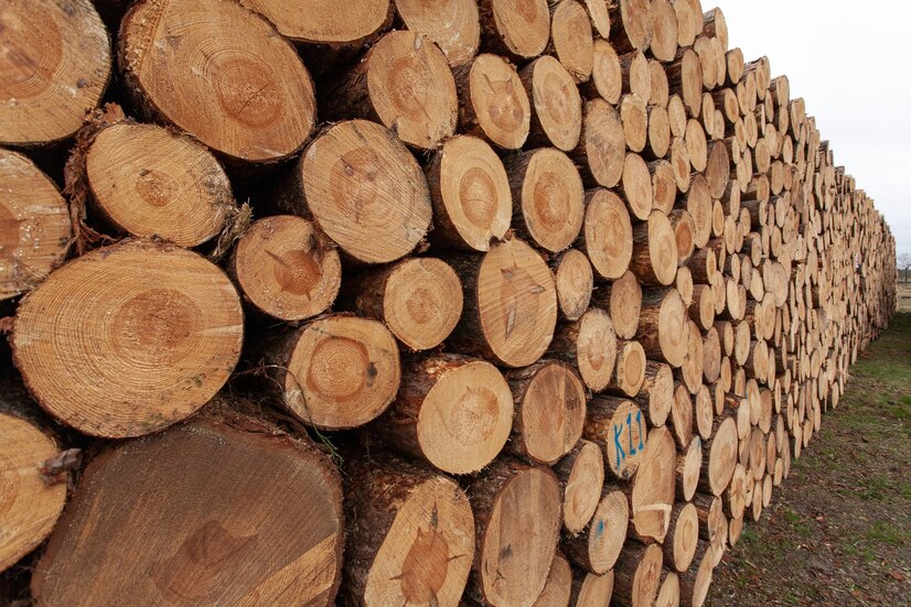 Фирму из Новосибирска подозревают в контрабанде леса на 22 млн рублей