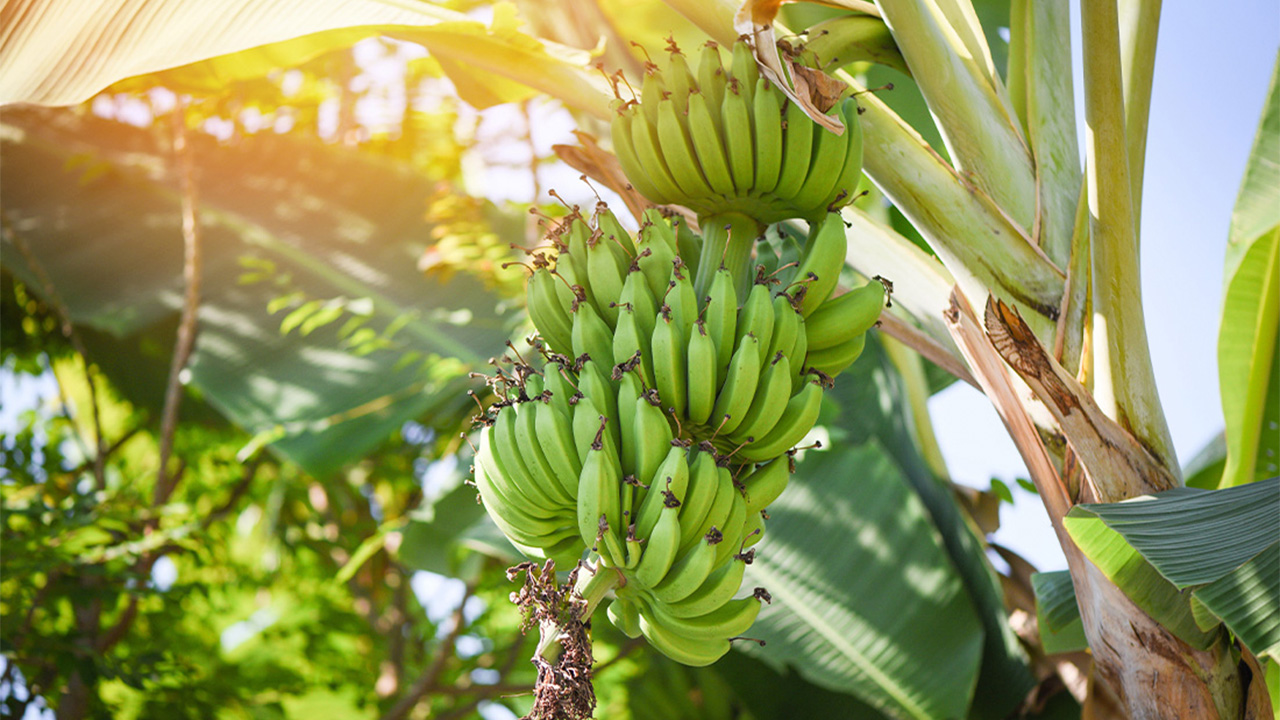 банан - ягода.jpg банан - ягода.jpg