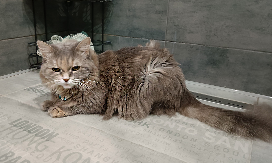 кошка в возрасте.jpg кошка в возрасте.jpg