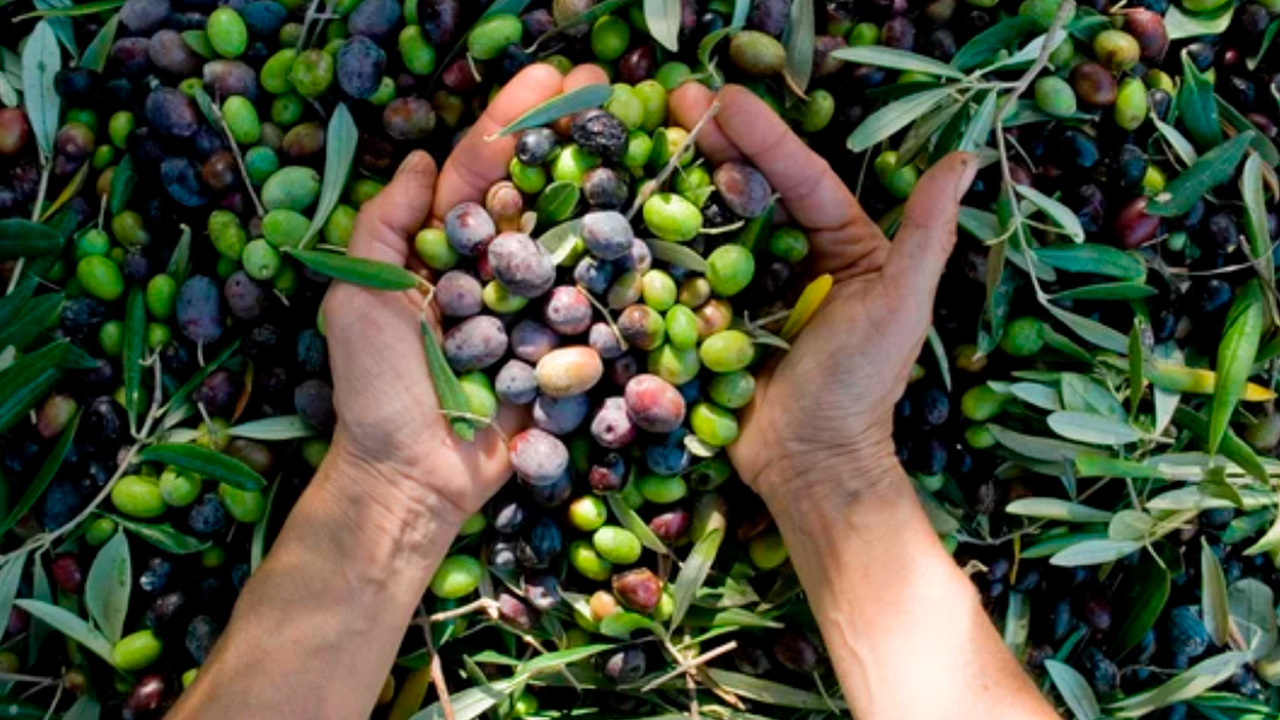 маслины оливки.jpg маслины оливки.jpg