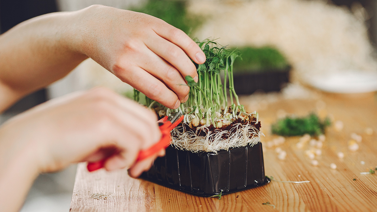 срезаем микрозелень Фото с сайта freepik.com.jpg срезаем микрозелень Фото с сайта freepik.com.jpg