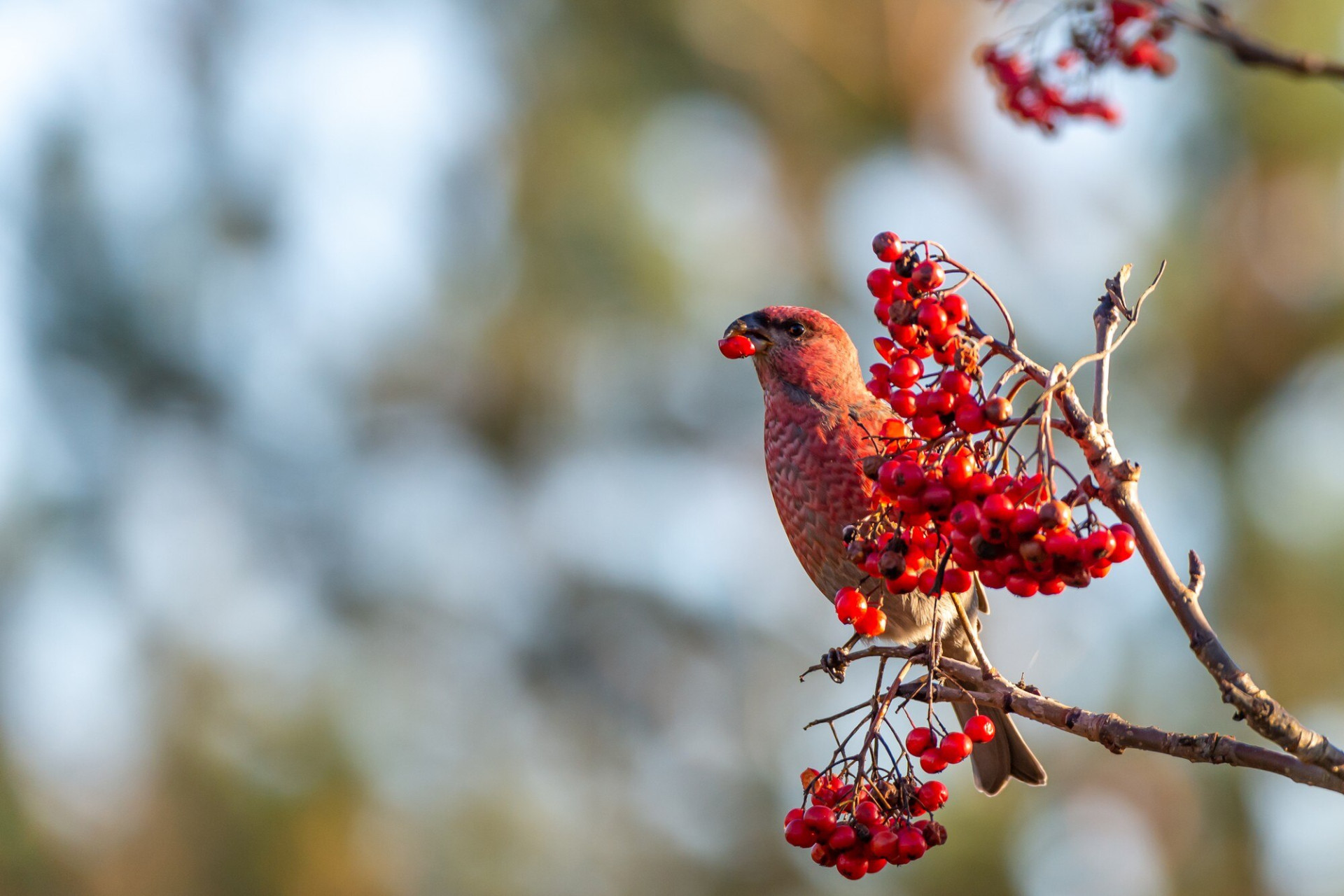 yellow-common-crossbill-bird-eating-red-rowan-berries-perched-tree_181624-11077.jpg