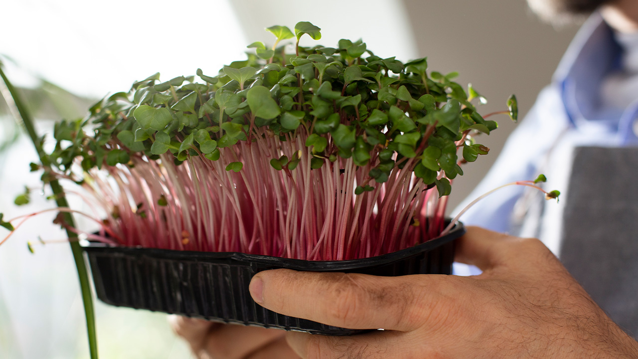 микрозелень freepik.com.jpg микрозелень freepik.com.jpg