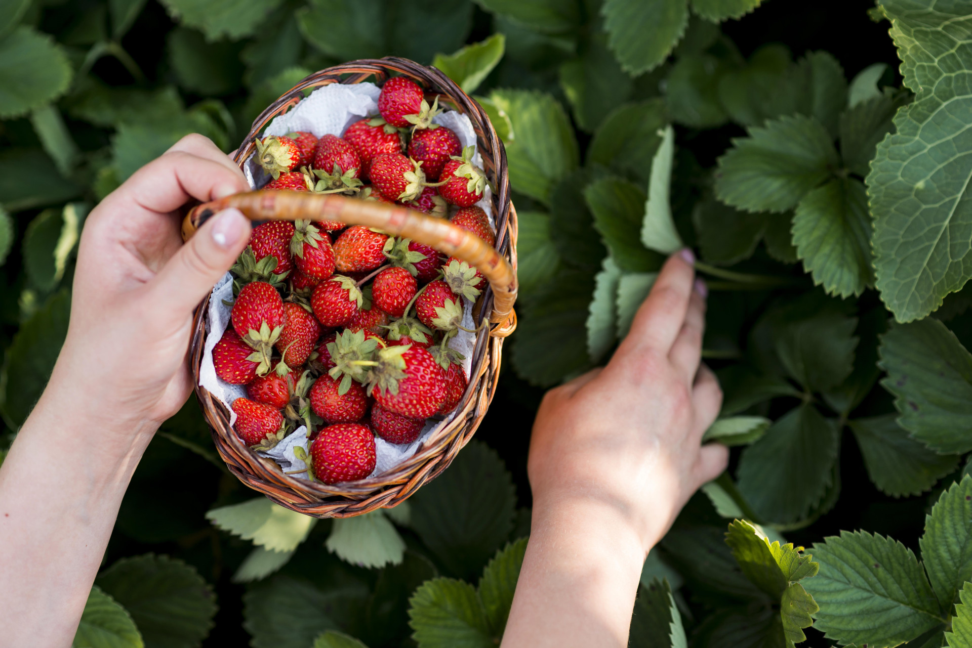 close-up-hands-holding-fruits-basket.jpg