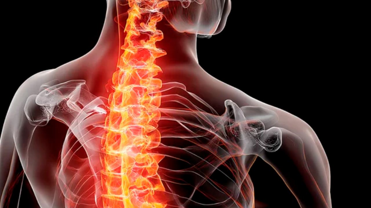 позвоночник.jpg позвоночник.jpg