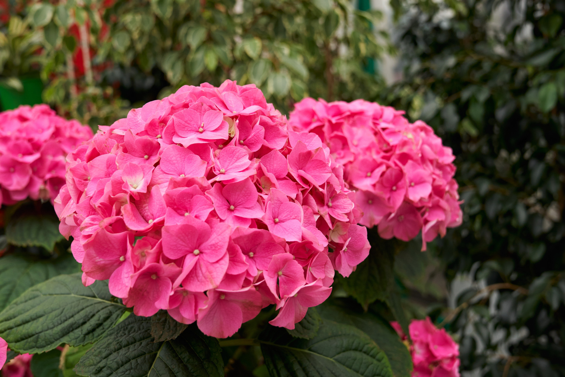 large-beautiful-pink-hydrangea-modern-greenhouse.jpg