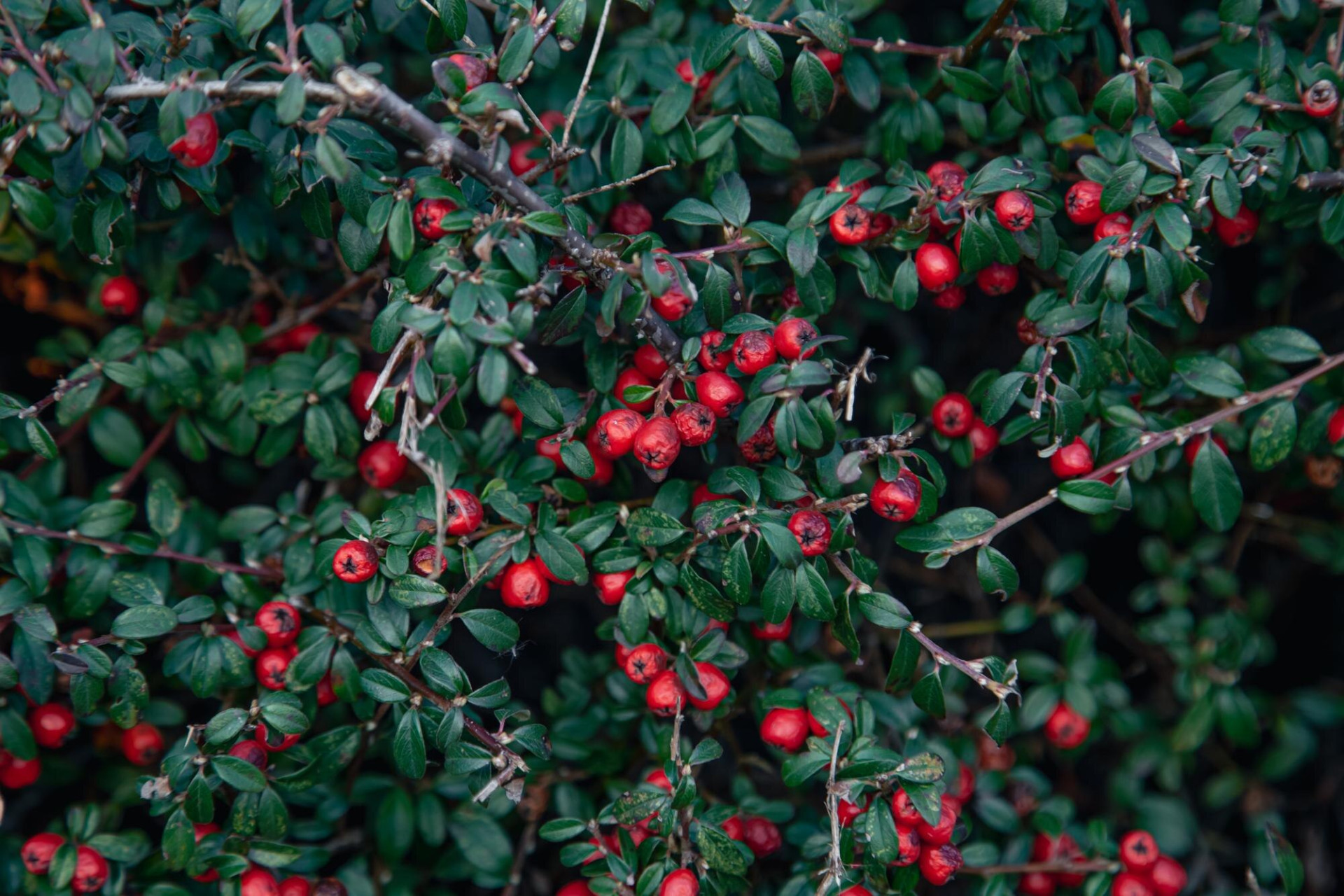 natural-background-red-berries-foliage-forest-bush_169016-20217.jpg