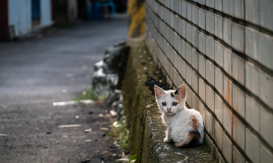 котёнок на улице.jpg котёнок на улице.jpg