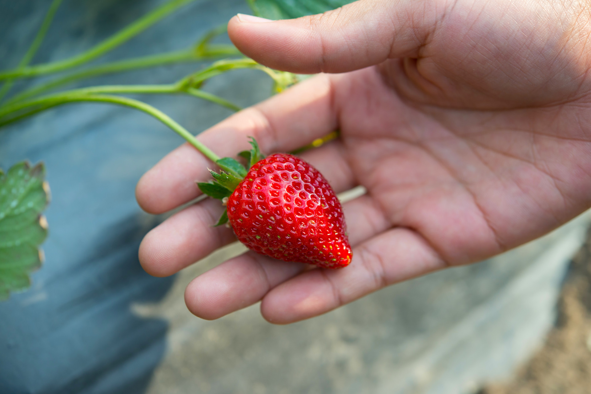 fresh-strawberries-hand-picked-from-strawberry-farm.jpg