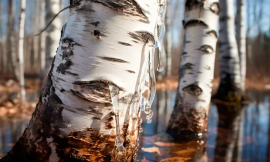 плачет берёза1.jpg