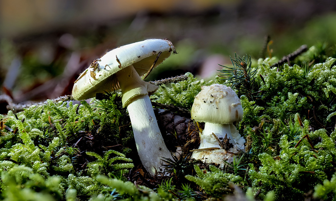 бледная поганка.jpg