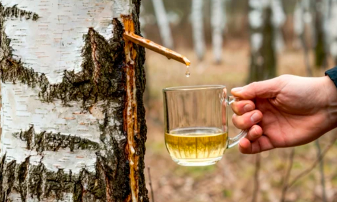 сбор берёзового сока.jpg