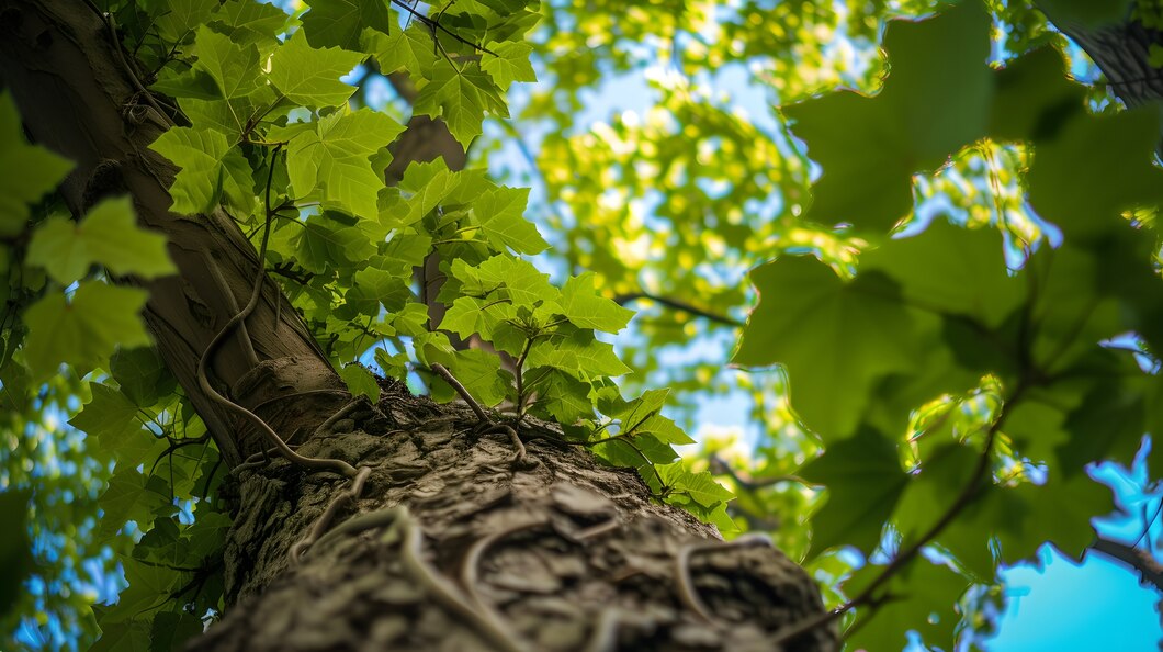 low-angle-perspective-tree-with-beautiful-canopy_23-2151305118.jpg