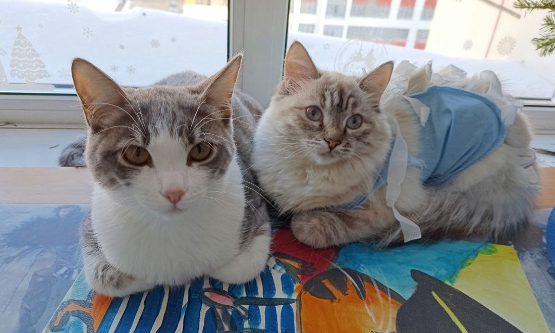 кот и кошка.jpg кот и кошка.jpg