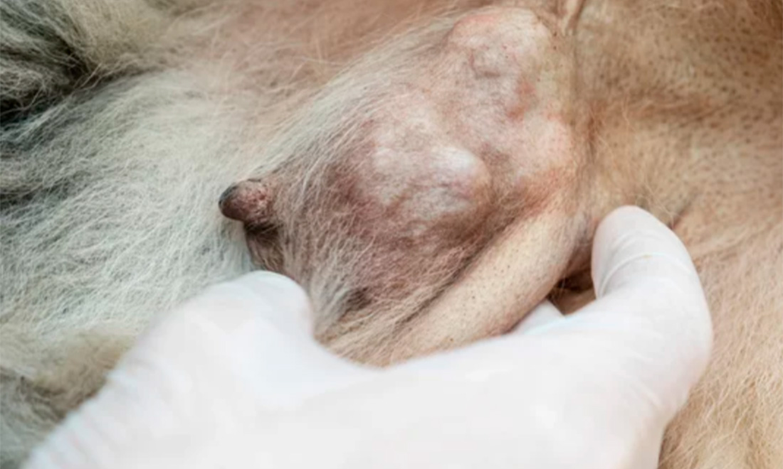 опухоль молочных желёз.jpg опухоль молочных желёз.jpg