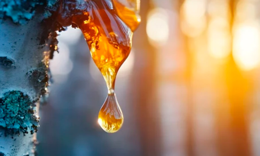 плачет берёза.jpg