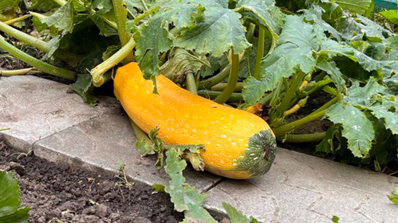 кабачок Фото Виктории Рыжих.jpg кабачок Фото Виктории Рыжих.jpg