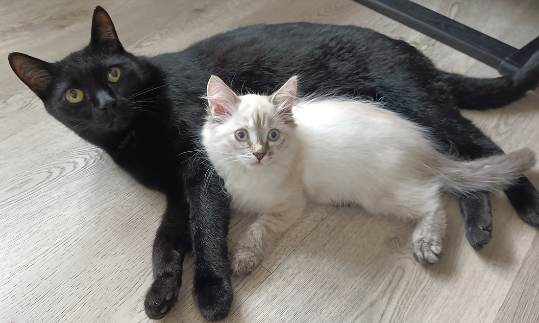 маленькая кошка.jpg маленькая кошка.jpg