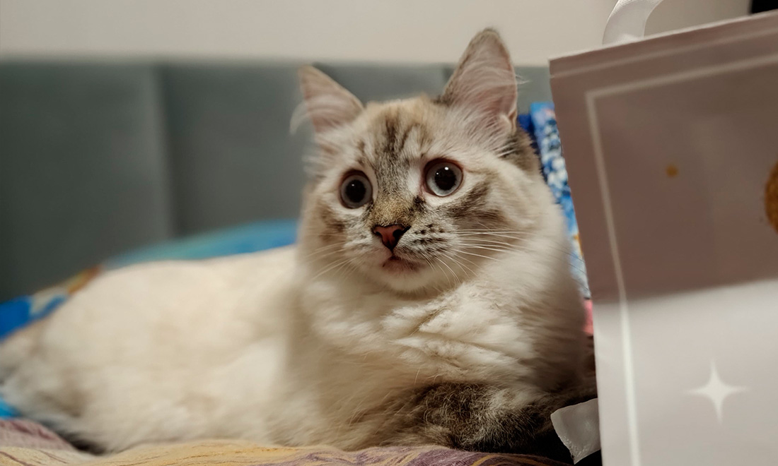 кошка Рокси1.jpg кошка Рокси1.jpg