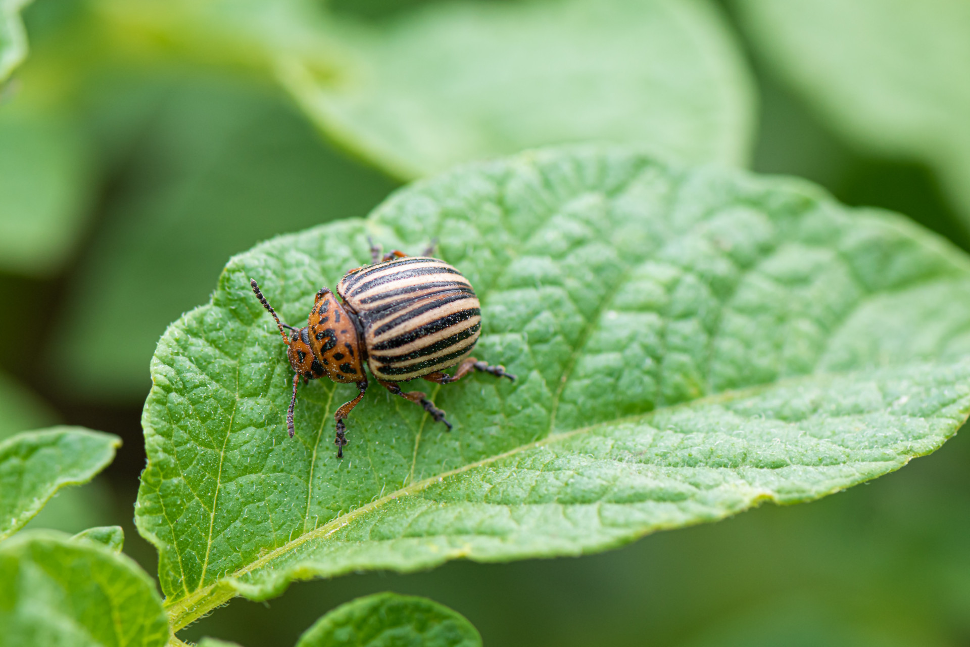 colorado-beetle-potato-bug-green-potato-plant-leaf.jpg