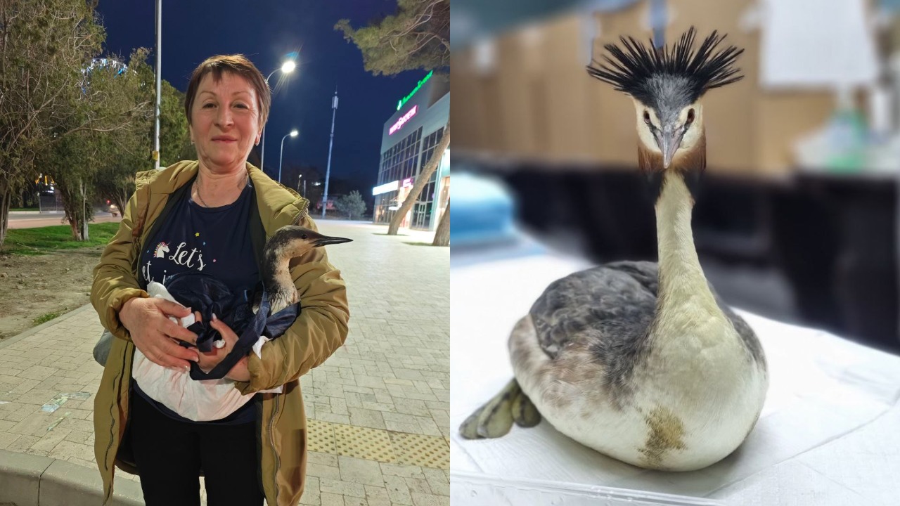 MyCollages (39).jpg MyCollages (39).jpg