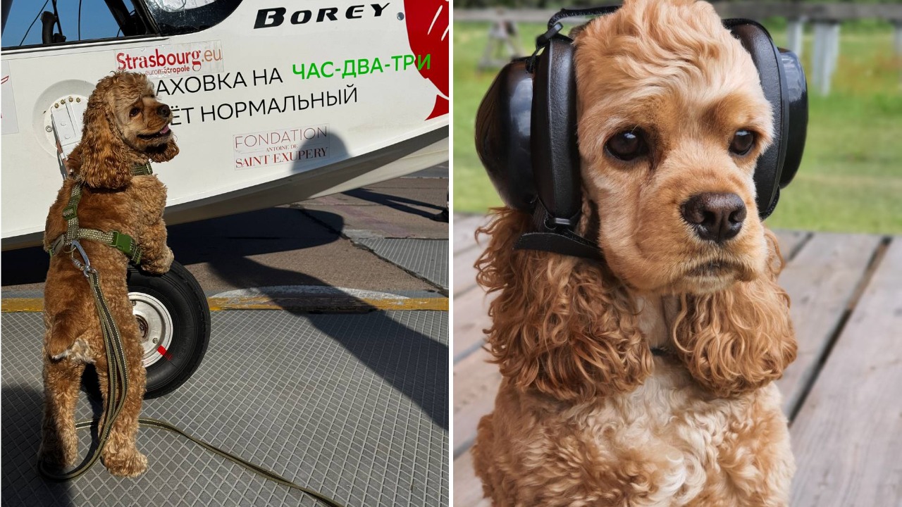 collage (6).jpg collage (6).jpg