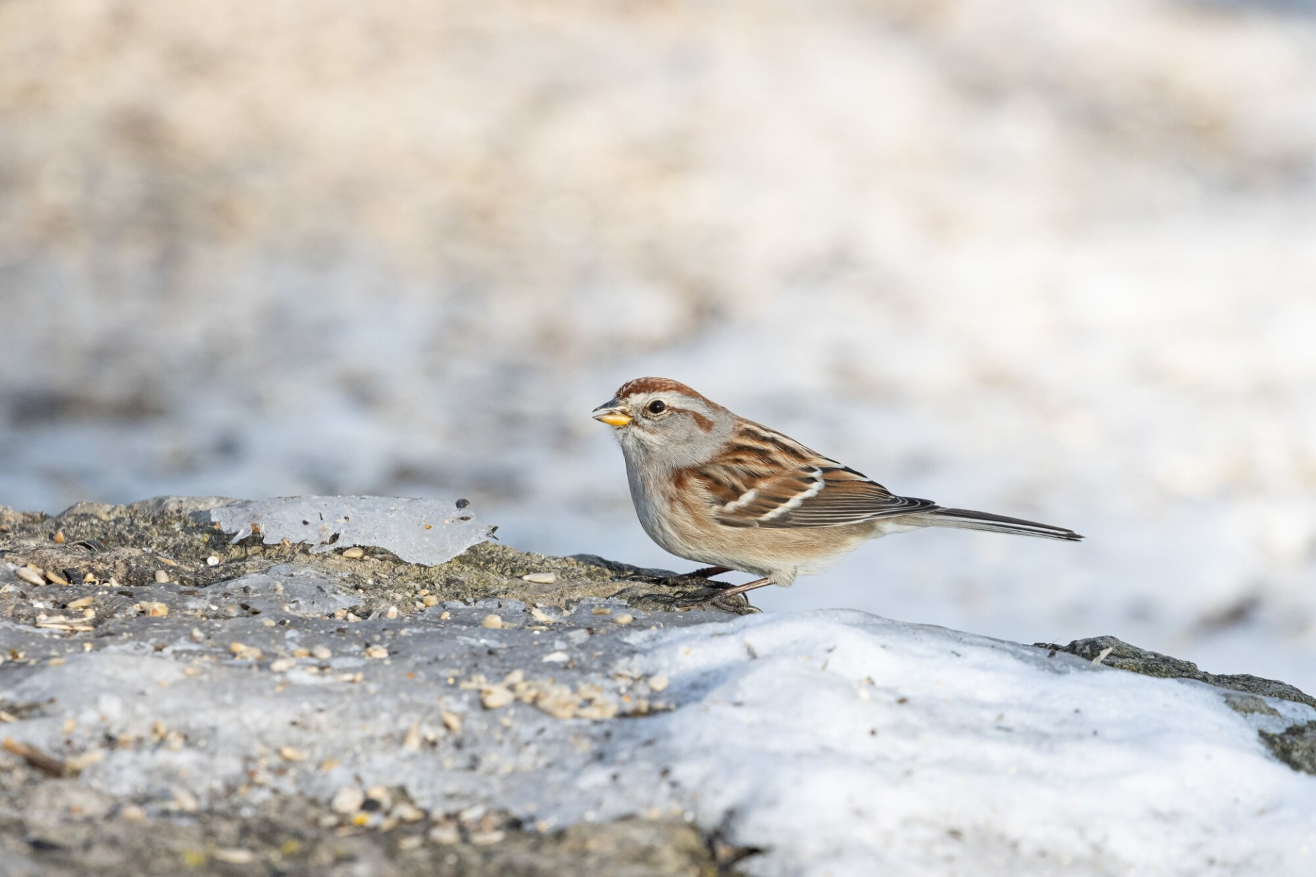 closeup-shot-sparrow-bird-standing-rock-full-seeds_181624-26458.jpg