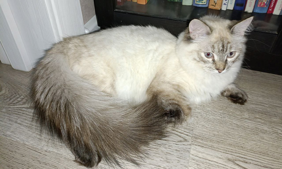 Рокси2.jpg Рокси2.jpg