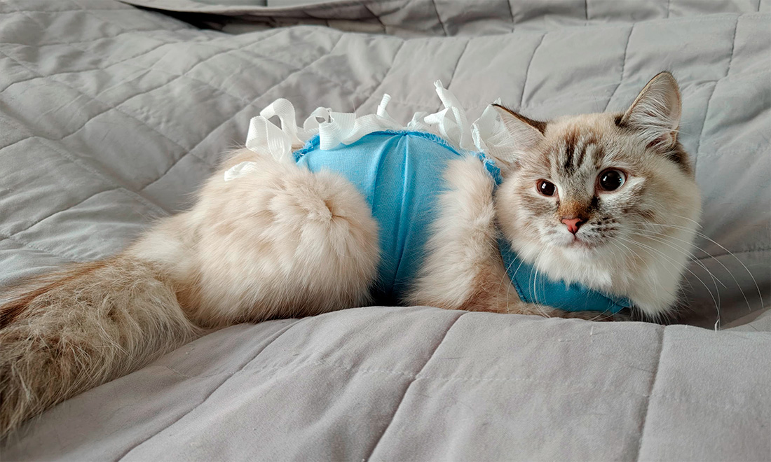 первый день после стерелизации.jpg первый день после стерелизации.jpg