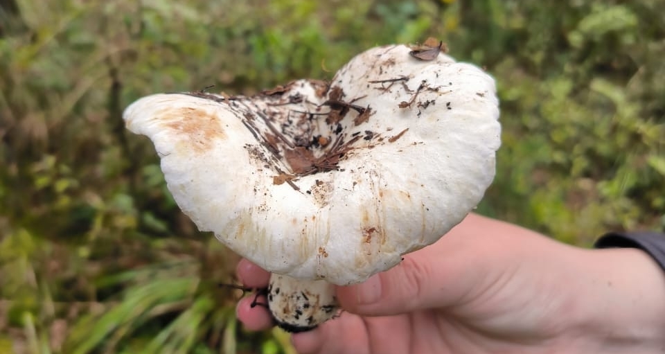 FrBmoFlgS9aMrMWgwjAlv9YaegP9AN8soEAlz75-q-H0qzm7DIuAEVPXrrjtfjEsADMBhPe5FKy8tQJOANB_KJrI.jpg FrBmoFlgS9aMrMWgwjAlv9YaegP9AN8soEAlz75-q-H0qzm7DIuAEVPXrrjtfjEsADMBhPe5FKy8tQJOANB_KJrI.jpg