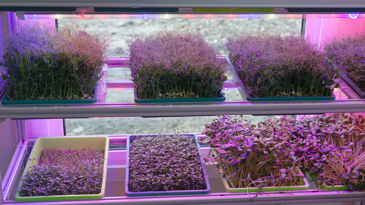 фитолампа freepik.com.jpg фитолампа freepik.com.jpg