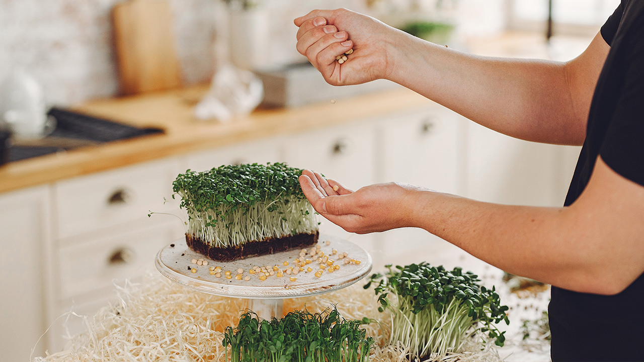 семена на микрозелень freepik.com.jpg семена на микрозелень freepik.com.jpg